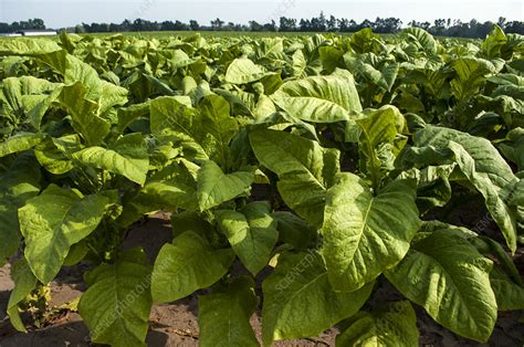 Tobacco Field - Stock Image - C027/3348 - Science Photo Library