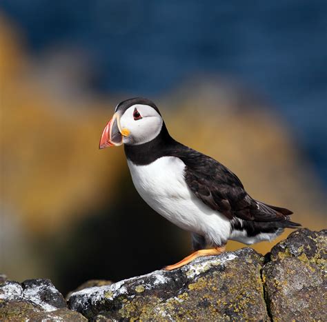 Wildlife in Scotland: Image Special with Scottish Iconic Animals ...