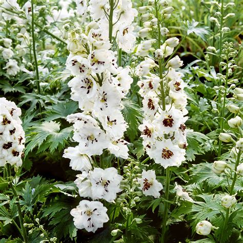 Perennial Larkspur Delphinium Magic Fountains White Dark Bee Flowers