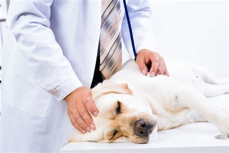 Canine distemper: Signs, treatment and prevention – FamiLife