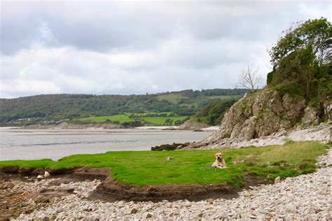 A Dog Walk by the sea on Silverdale Beach, Lancashire