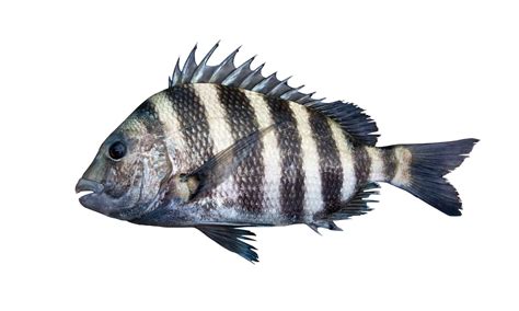 sheepshead fish - A-Z Animals