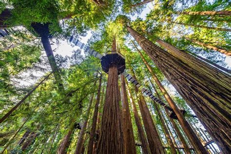 12 Amazing Facts About Redwood Trees - Facts.net