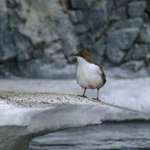 15 Fun & Surprising Dipper Bird Facts - Pond Informer