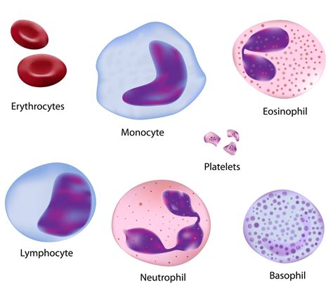 Lifespan of human body cells