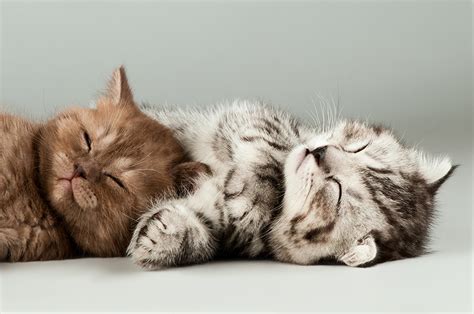 Fonds d'ecran Chat domestique Deux Dormir Chatons Animaux télécharger photo