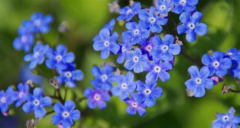 41 Types of Blue Flowers - ProFlowers Blog