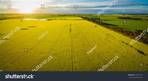 Canola Field Glowing Sunset Australia Aerial Stock Photo 735277312 ...