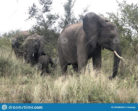 African Elephants, Kruger National Park. Stock Photo - Image of ...