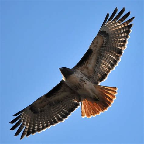 Birds of Prey of North America's Check List · iNaturalist.org