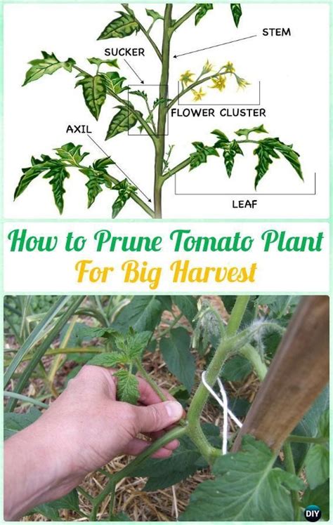 How to Prune Tomato Plants for Harvest Various Instructions - Gardening ...