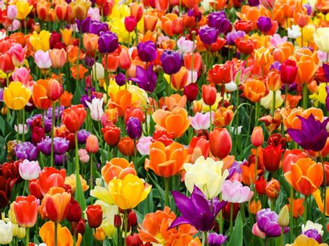 Growing Tulip Bulbs: How To Plant And Care For Tulips