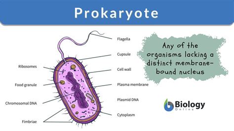 Prokaryotic Cells Labeled