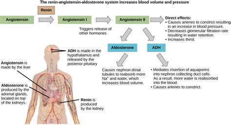 Regulation of Body Processes | Biology II