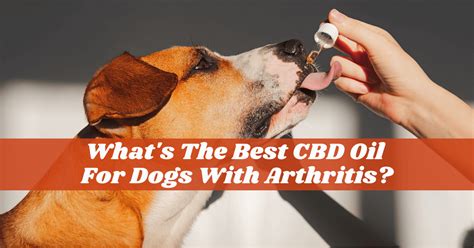 Best CBD Oil For Dogs Arthritis - #1 Choice Of Dog Owners