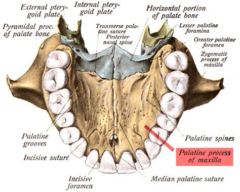 Maxillary Bone Anatomy