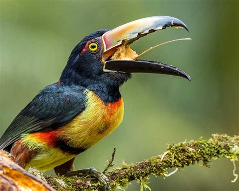 Why Are Toucans’ Beaks So Big? | Bird Spot