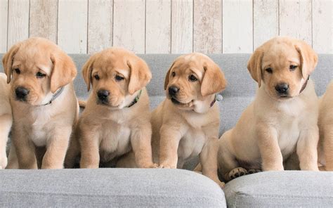 Download Baby Animal Cute Puppy Animal Labrador Retriever HD Wallpaper