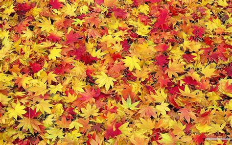 Thanksgiving Autumn Leaves Wallpapers - Wallpaper Cave