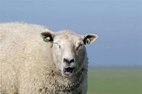 "Funny Sheep Yawning" by Stocksy Contributor "Marcel" - Stocksy