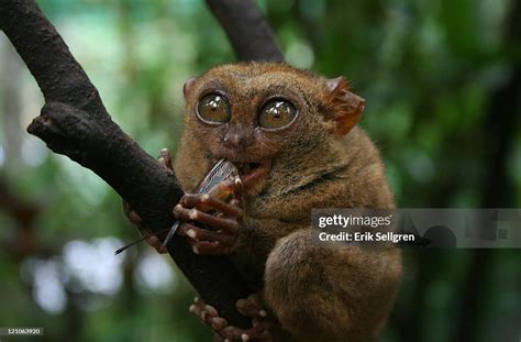 Tarsier Eating High-Res Stock Photo - Getty Images