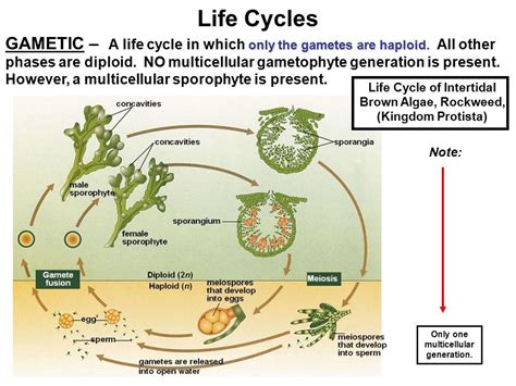 「life cycle of algae」的圖片搜尋結果 | Life cycles, Algae, Notes