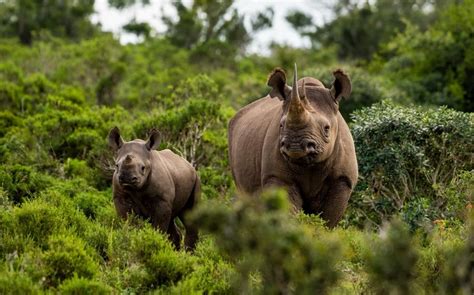 DSC South Texas Chapter Raises More Than $500,000 for Black Rhino ...