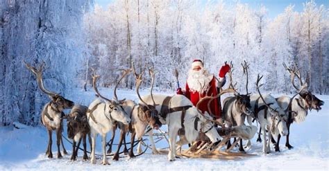 12 Incredible Reindeer Facts for Christmas - A-Z Animals