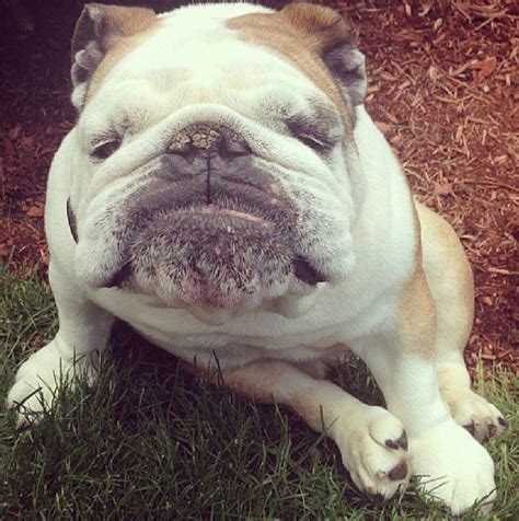 Funny bulldog face | Bulldog, Bulldog funny, English bulldog