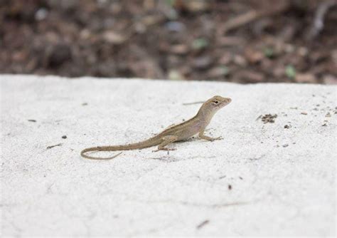 Garden Lizards In California | Fasci Garden