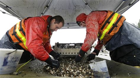 Geoduck farming taking off as demand for clams grows in Asia | CTV News