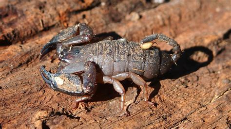 Scorpions Can Tweak Their Venom In Response To Changing Threats