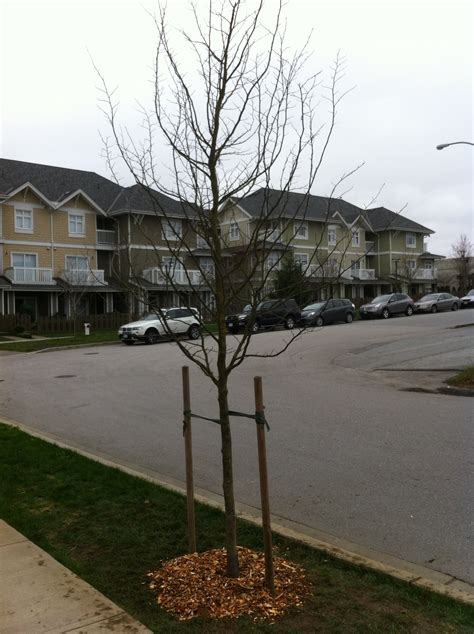 Landscaping and Property Maintenance - Why Tree Wells? - Proper ...