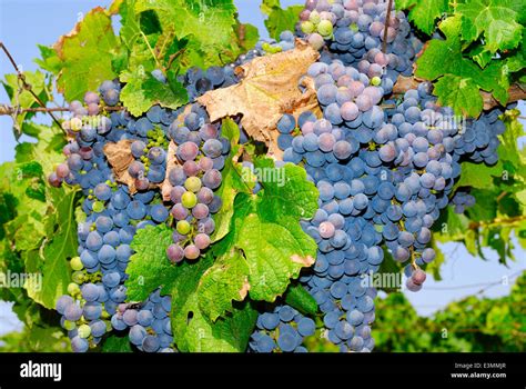 Grapes in a vineyard in Italy Stock Photo - Alamy