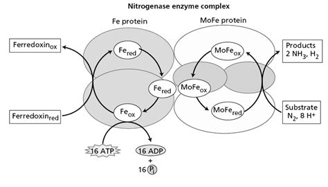 Nitrogen Fixation & Root Nodule Formation : Plantlet