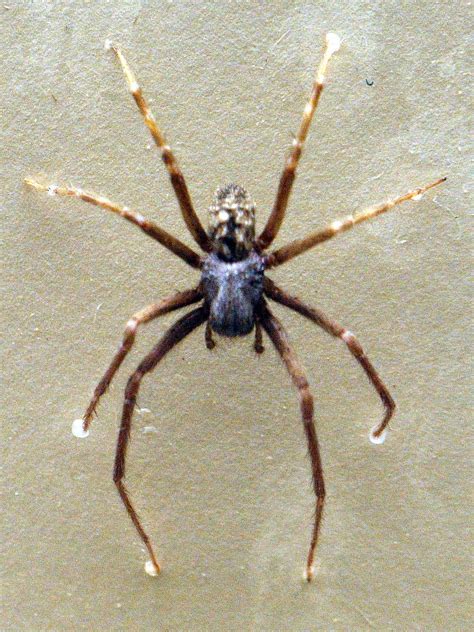 The common black house spider: a case of mistaken identity - Australian ...