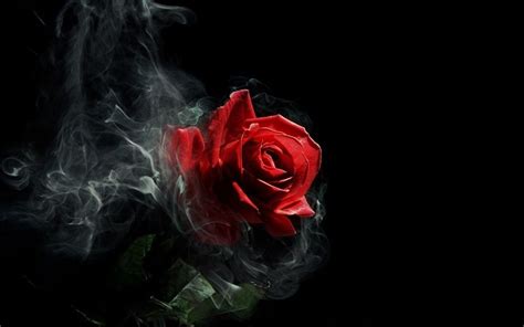 Dark Rose Wallpapers - Wallpaper Cave