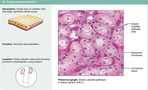 Simple Cuboidal Epithelium Kidney