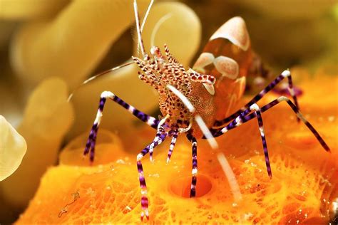 Cleaner Shrimp Photograph by Alexander Allgayer - Fine Art America