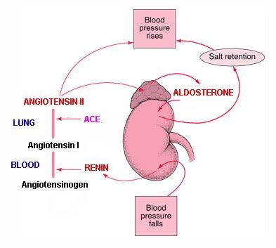 A Rise in Glucocorticoid Levels Causes Which of the Following