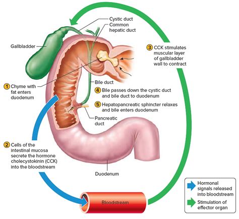 Gallbladder - Location and Function of Gallbladder