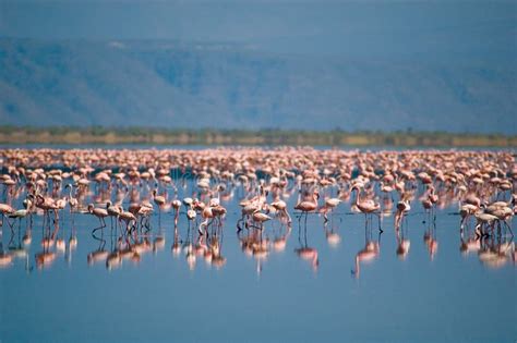 Flamingos on lake Natron stock photo. Image of ecotourism - 1501792