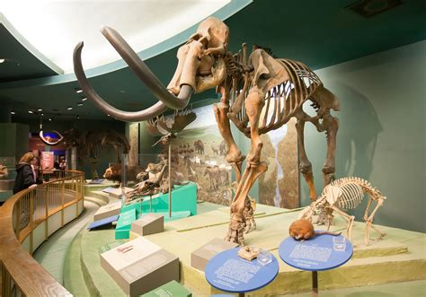 Woolly mammoth | Size, Adaptations, & Facts | Britannica