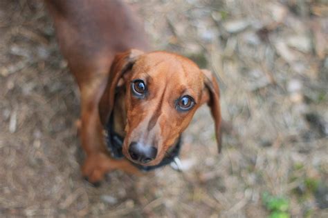 A Guide To Dachshunds Types & Sizes | Canna-Pet®