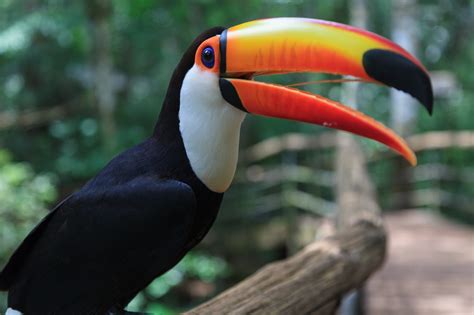 toucan, Parrot, Bird, Tropical, 30 Wallpapers HD / Desktop and Mobile ...