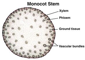 Monocot stem Anatomy | การเรียนรู้, การออกแบบเว็บไซต์, การศึกษา