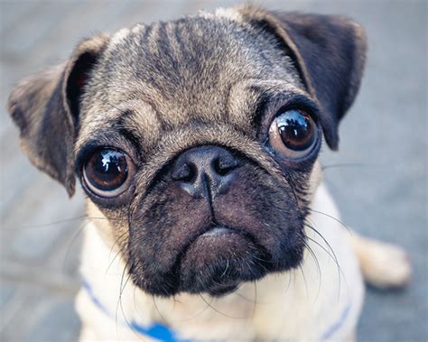 40 Interesting Pug Facts You Probably Never Knew About - Facts.net