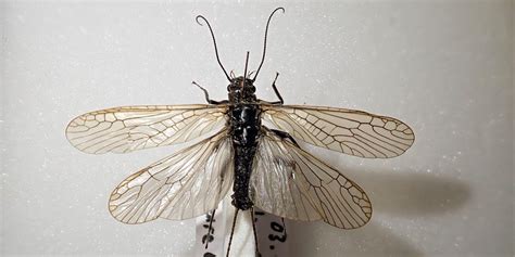 Introduction to Stoneflies Webinar - North West Invertebrates