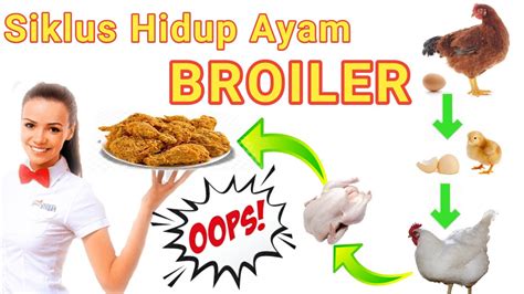 Siklus Hidup Ayam Broiler - YouTube