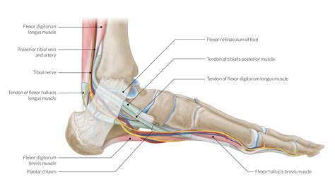 Plantar Foot Anatomy Nerves